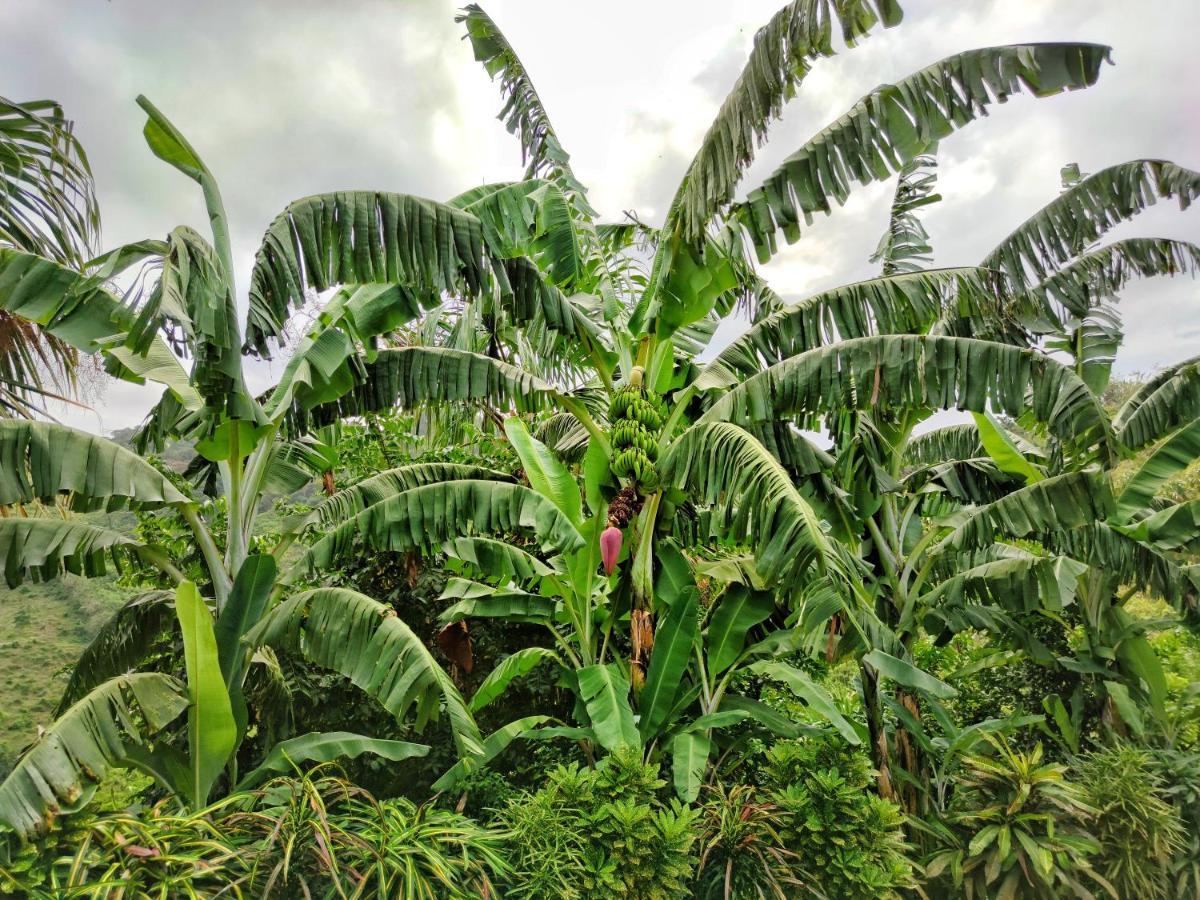 בוריטאקה Finca Cuipo מראה חיצוני תמונה